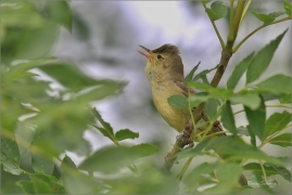<p>SEDMIHLÁSEK HAJNÍ (Hippolais icterina) - jižní Morava ---- /Icterine warbler - Gelbspötter/</p>